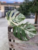 Zdjęcie rosliny doniczkowej Monstera Variegata sadzonka szczytowa, ujęcie 1