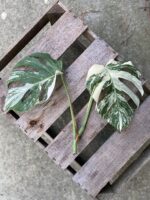 Zdjęcie rosliny doniczkowej Monstera Variegata sadzonka szczytowa, ujęcie 2