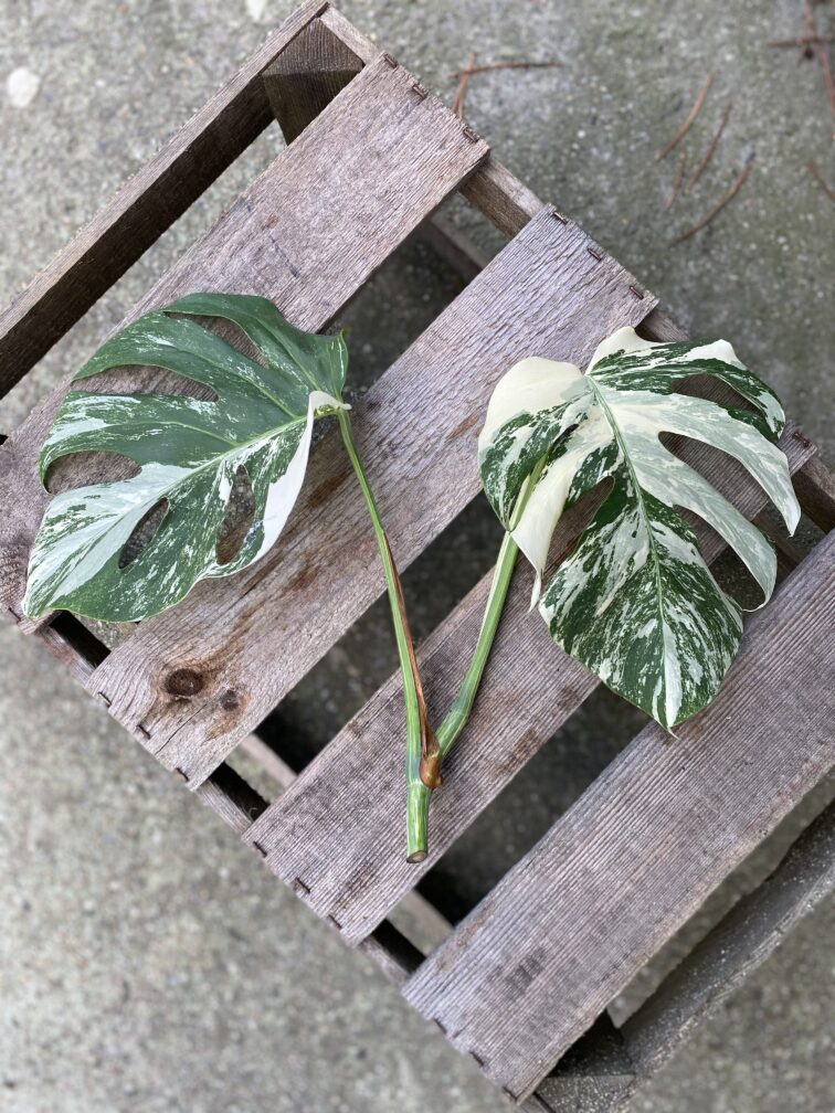 Zdjęcie rosliny doniczkowej Monstera Variegata sadzonka szczytowa, ujęcie 2