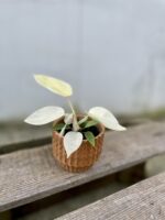 Zdjęcie doniczki lub oslonki: Osłonka Caramel 6 × 6 cm, ujęcie 2