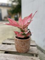 Zdjęcie doniczki lub oslonki: Osłonka Purple Dust 12 × 13 cm, ujęcie 2