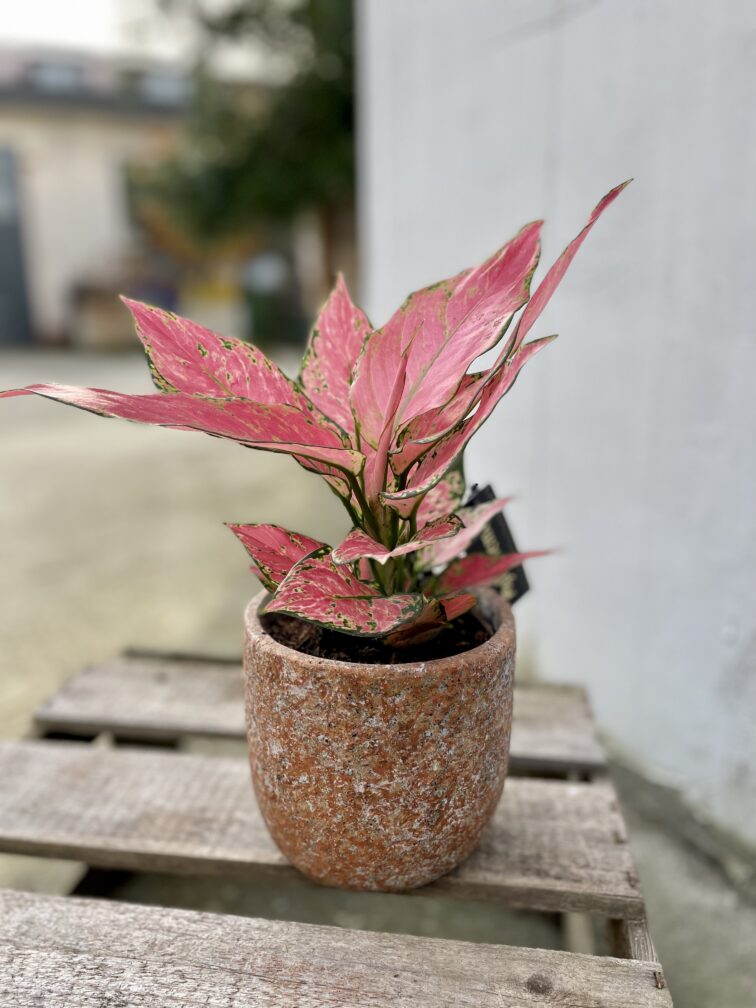 Zdjęcie doniczki lub oslonki: Osłonka Purple Dust 12 × 13 cm, ujęcie 2