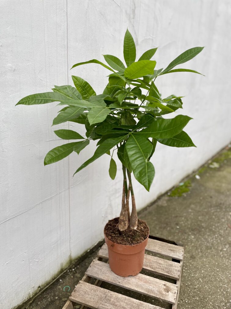 Zdjęcie rosliny doniczkowej Pachira Aquatica (Pachira Wodna), ujęcie 1