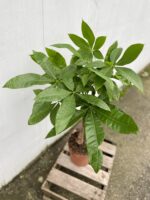 Zdjęcie rosliny doniczkowej Pachira Aquatica (Pachira Wodna), ujęcie 2