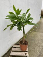 Zdjęcie rosliny doniczkowej Pachira Aquatica (Pachira Wodna), ujęcie 3