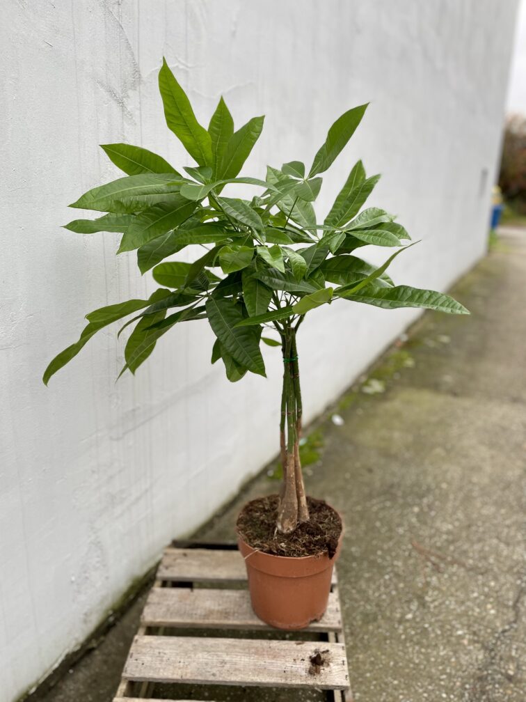 Zdjęcie rosliny doniczkowej Pachira Aquatica (Pachira Wodna), ujęcie 3