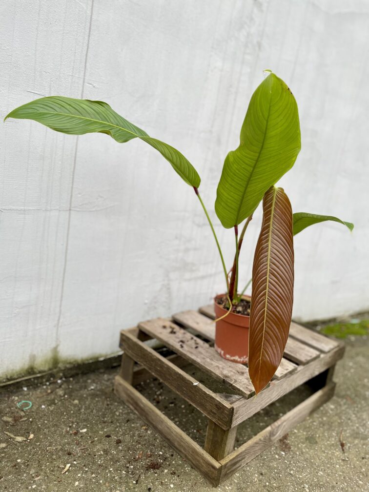 philodendron-heterocraspedon_17x35-1_1700216393.jpg Zdjęcie rosliny doniczkowej Philodendron heterocraspedon, ujęcie 1