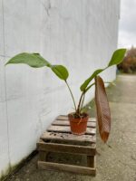 Zdjęcie rosliny doniczkowej Philodendron heterocraspedon, ujęcie 2