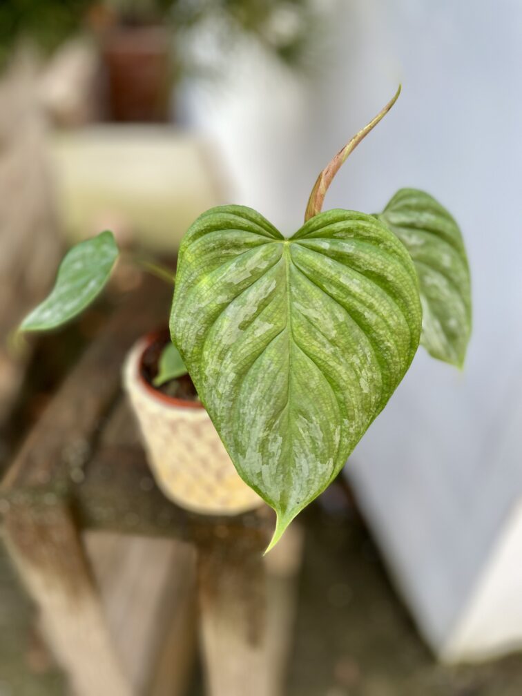 Zdjęcie rosliny doniczkowej Philodendron Majesty, ujęcie 1