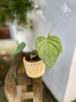 Zdjęcie rosliny doniczkowej Philodendron Majesty, ujęcie 2