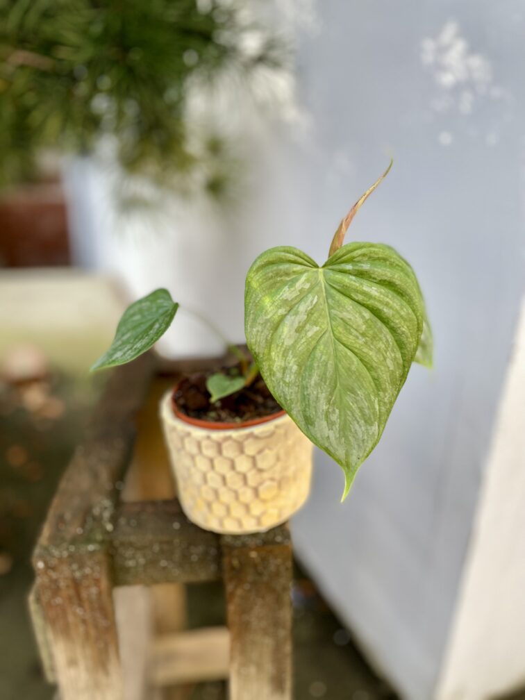 Zdjęcie rosliny doniczkowej Philodendron Majesty, ujęcie 2