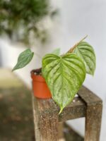 Zdjęcie rosliny doniczkowej Philodendron Majesty, ujęcie 3