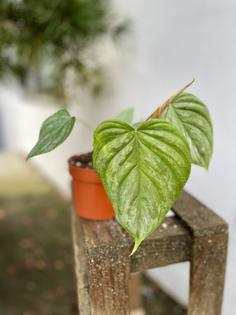 Zdjęcie rosliny doniczkowej Philodendron Majesty, ujęcie 3