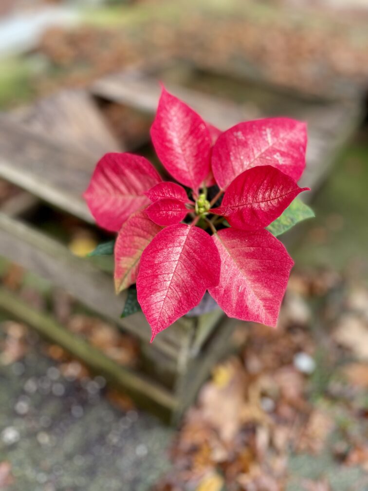 poinsettia-pulcherima-premium-ice-crystal_6x13-1_1700216206.jpg Zdjęcie rosliny doniczkowej Poinsettia pulcherima Premium Ice Crystal, ujęcie 1