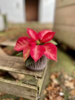 Zdjęcie rosliny doniczkowej Poinsettia pulcherima Premium Ice Crystal, ujęcie 2