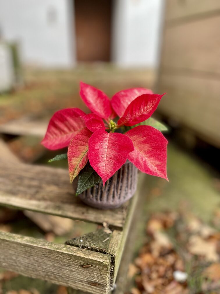Zdjęcie rosliny doniczkowej Poinsettia pulcherima Premium Ice Crystal, ujęcie 2