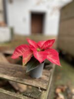 Zdjęcie rosliny doniczkowej Poinsettia pulcherima Premium Ice Crystal, ujęcie 3