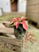 Zdjęcie rosliny doniczkowej Poinsettia pulcherima Premium Marble, ujęcie 1