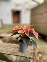 Zdjęcie rosliny doniczkowej Poinsettia pulcherima Premium Marble, ujęcie 2
