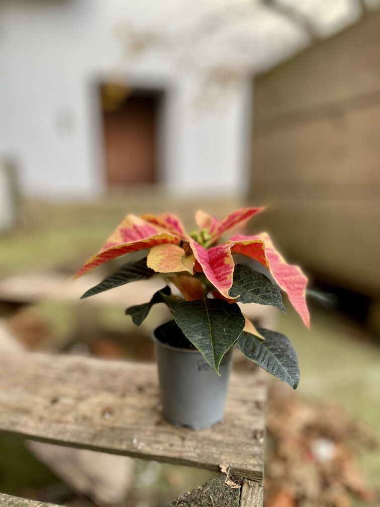 Zdjęcie rosliny doniczkowej Poinsettia pulcherima Premium Marble, ujęcie 2