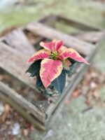 Zdjęcie rosliny doniczkowej Poinsettia pulcherima Premium Marble, ujęcie 3
