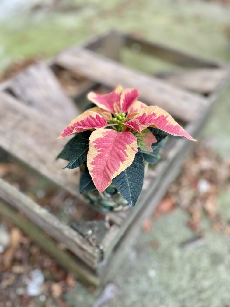 Zdjęcie rosliny doniczkowej Poinsettia pulcherima Premium Marble, ujęcie 3