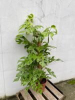 Zdjęcie rosliny doniczkowej Rhaphidophora tetrasperma (Monstera Minima), ujęcie 1