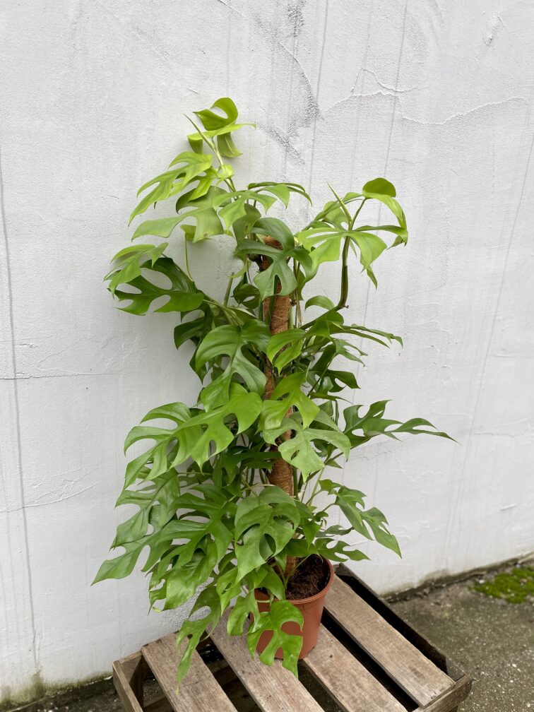 rhaphidophora-tetrasperma_19x55-1_1700216424.jpg Zdjęcie rosliny doniczkowej Rhaphidophora tetrasperma (Monstera Minima), ujęcie 1
