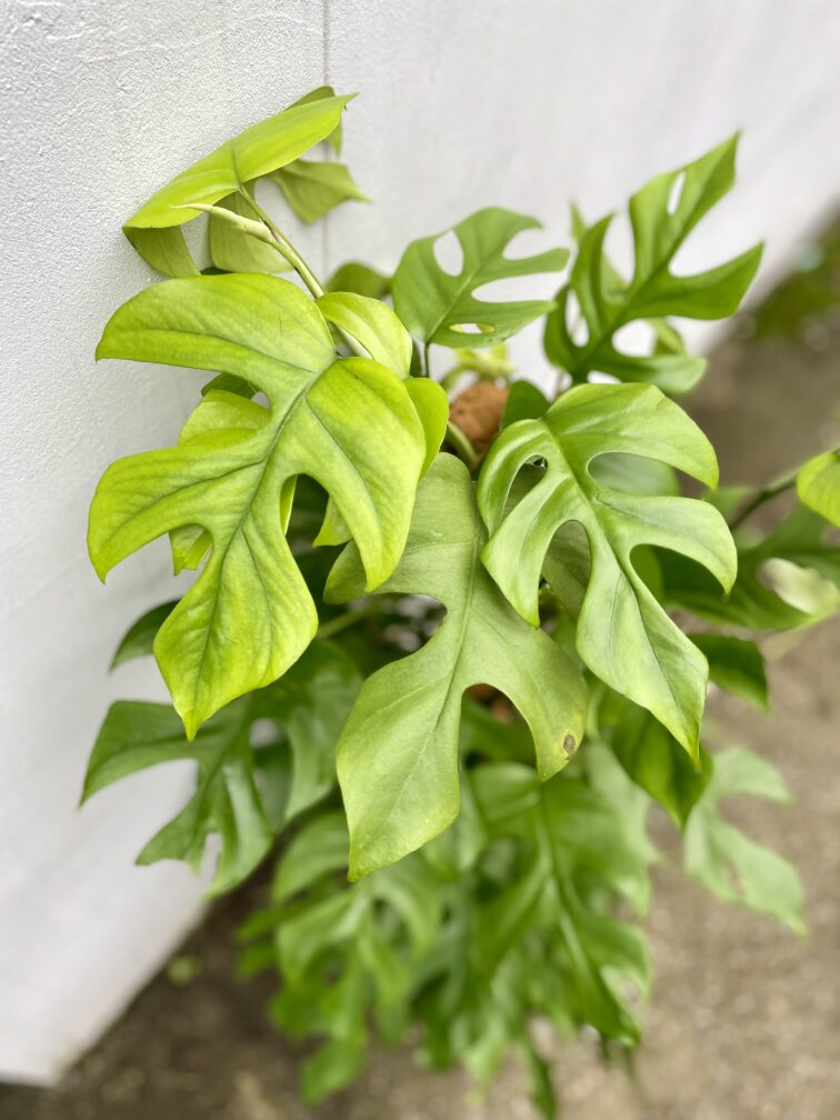 Zdjęcie rosliny doniczkowej Rhaphidophora tetrasperma (Monstera Minima), ujęcie 2