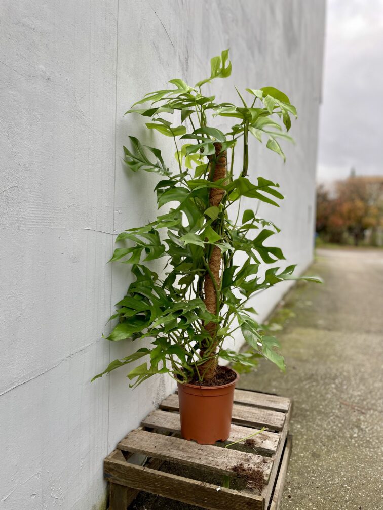 Zdjęcie rosliny doniczkowej Rhaphidophora tetrasperma (Monstera Minima), ujęcie 3