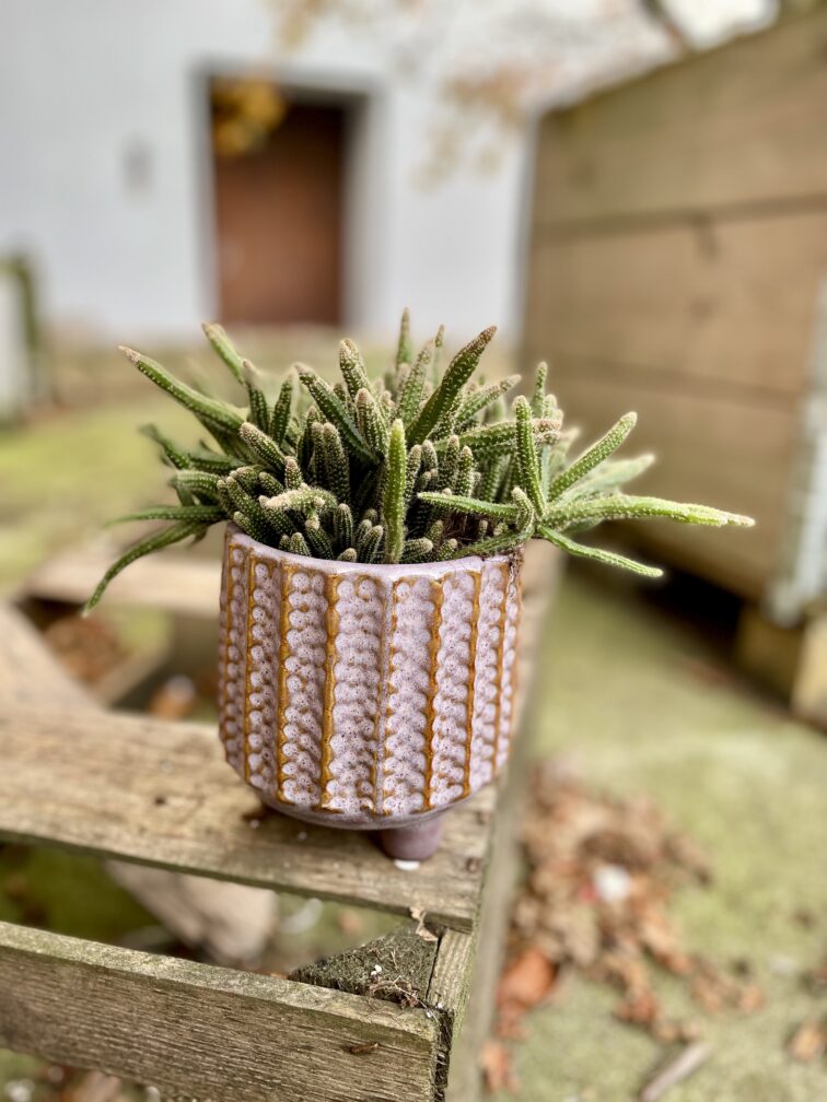 Zdjęcie rosliny doniczkowej Rhipsalis baccifera Horrida (Patyczak), ujęcie 1
