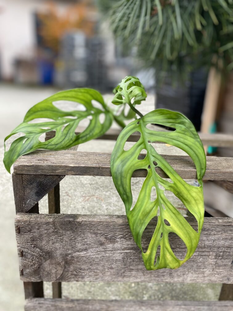 sadzonka-pedowa-monstera-esqueleto_1x40-1_1699433750.jpg Zdjęcie rosliny doniczkowej Sadzonka pędowa Monstera Esqueleto, ujęcie 1