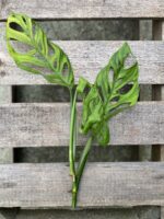 Zdjęcie rosliny doniczkowej Sadzonka pędowa Monstera Esqueleto, ujęcie 2