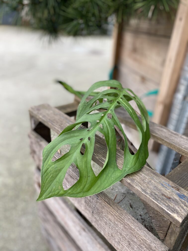 sadzonka-pedowa-monstera-esqueleto_1x42-1_1699365333.jpg Zdjęcie rosliny doniczkowej Sadzonka pędowa Monstera Esqueleto 1x42 cm, ujęcie 1