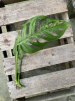 Zdjęcie rosliny doniczkowej Sadzonka pędowa Monstera Esqueleto 1x42 cm, ujęcie 2