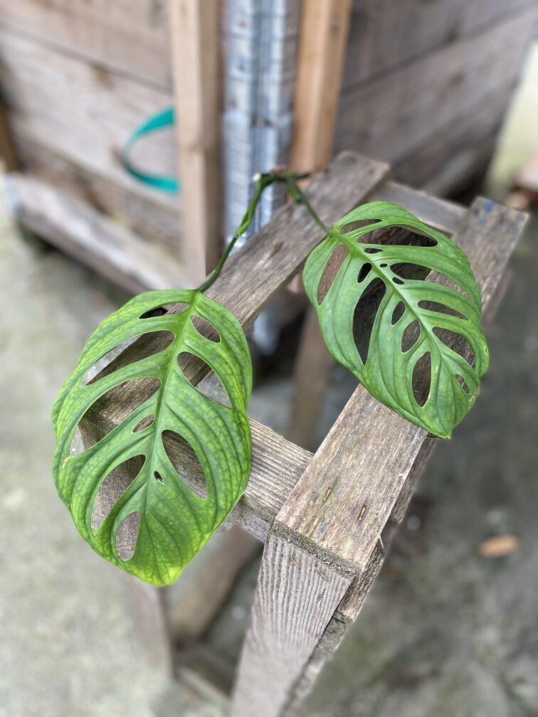 Zdjęcie rosliny doniczkowej Sadzonka pędowa Monstera Esqueleto, ujęcie 1