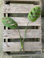Zdjęcie rosliny doniczkowej Sadzonka pędowa Monstera Esqueleto, ujęcie 2