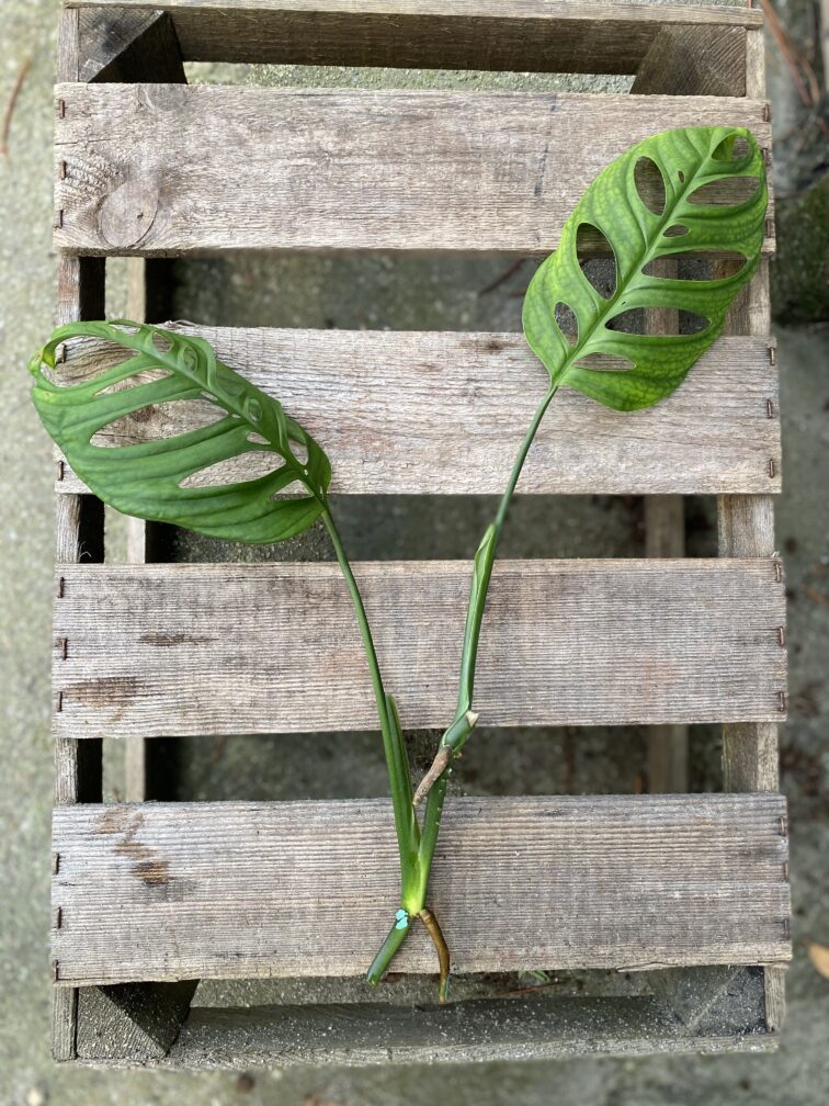 Zdjęcie rosliny doniczkowej Sadzonka pędowa Monstera Esqueleto, ujęcie 2