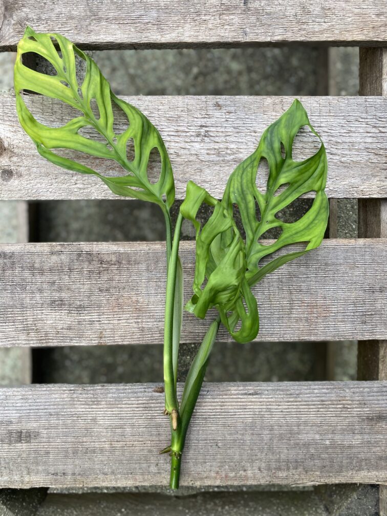 Zdjęcie rosliny doniczkowej Sadzonka szczytowa Monstera Esqueleto 1x25 cm, ujęcie 2