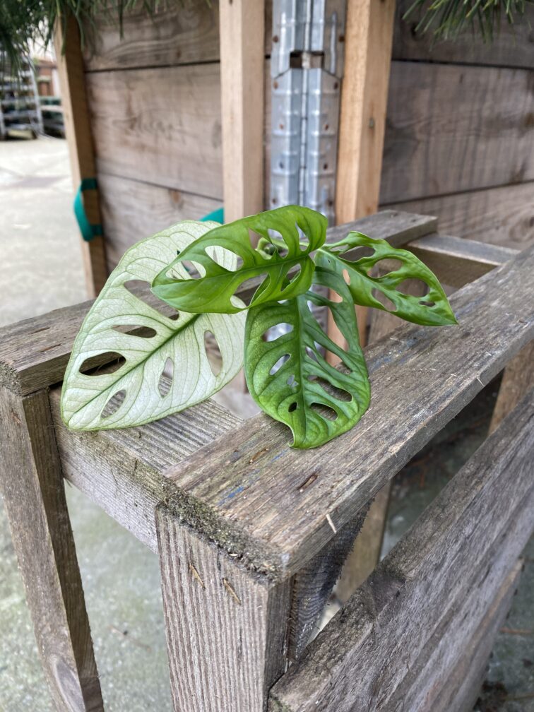 Zdjęcie rosliny doniczkowej Sadzonka Szczytowa Monstera Monkey Mask Variegata 1x16 cm, ujęcie 1