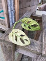 Zdjęcie rosliny doniczkowej Sadzonka Szczytowa Monstera Monkey Mask Variegata 1x17 cm, ujęcie 1