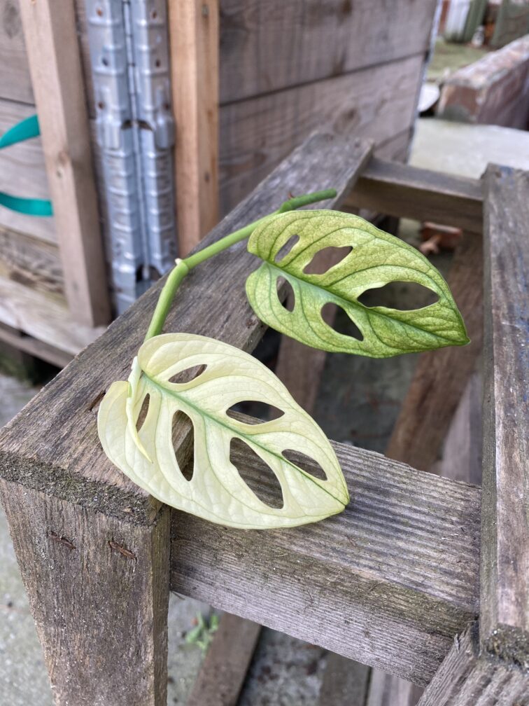 Zdjęcie rosliny doniczkowej Sadzonka Szczytowa Monstera Monkey Mask Variegata 1x17 cm, ujęcie 1