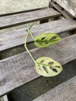Zdjęcie rosliny doniczkowej Sadzonka Szczytowa Monstera Monkey Mask Variegata 1x17 cm, ujęcie 2