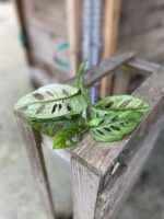 Zdjęcie rosliny doniczkowej Sadzonka Szczytowa Monstera Monkey Mask Variegata, ujęcie 1