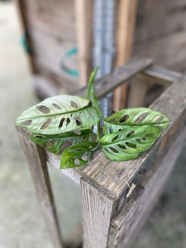 Zdjęcie rosliny doniczkowej Sadzonka Szczytowa Monstera Monkey Mask Variegata, ujęcie 1