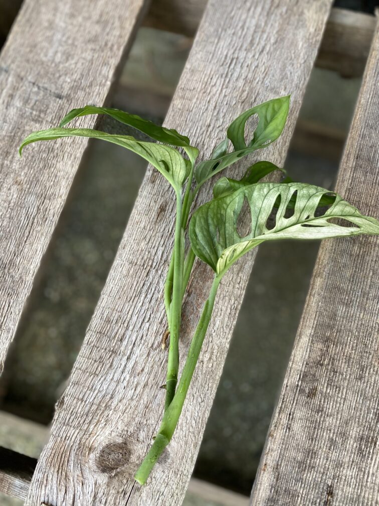 Zdjęcie rosliny doniczkowej Sadzonka Szczytowa Monstera Monkey Mask Variegata, ujęcie 2