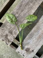 Zdjęcie rosliny doniczkowej Sadzonka szczytowa Syngonium Green Splash, ujęcie 2