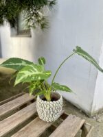 Zdjęcie rosliny doniczkowej Schismatoglottis pusilla, ujęcie 1