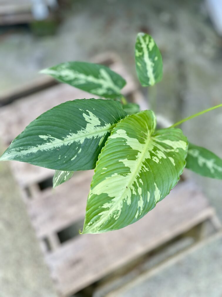 Zdjęcie rosliny doniczkowej Schismatoglottis pusilla, ujęcie 2