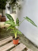 Zdjęcie rosliny doniczkowej Schismatoglottis pusilla, ujęcie 3